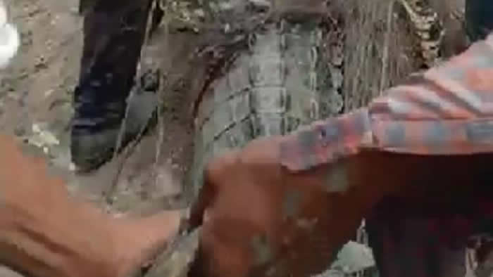印尼锡国县发生鳄鱼吃人事件 剖开肚子看到死者的手臂和头