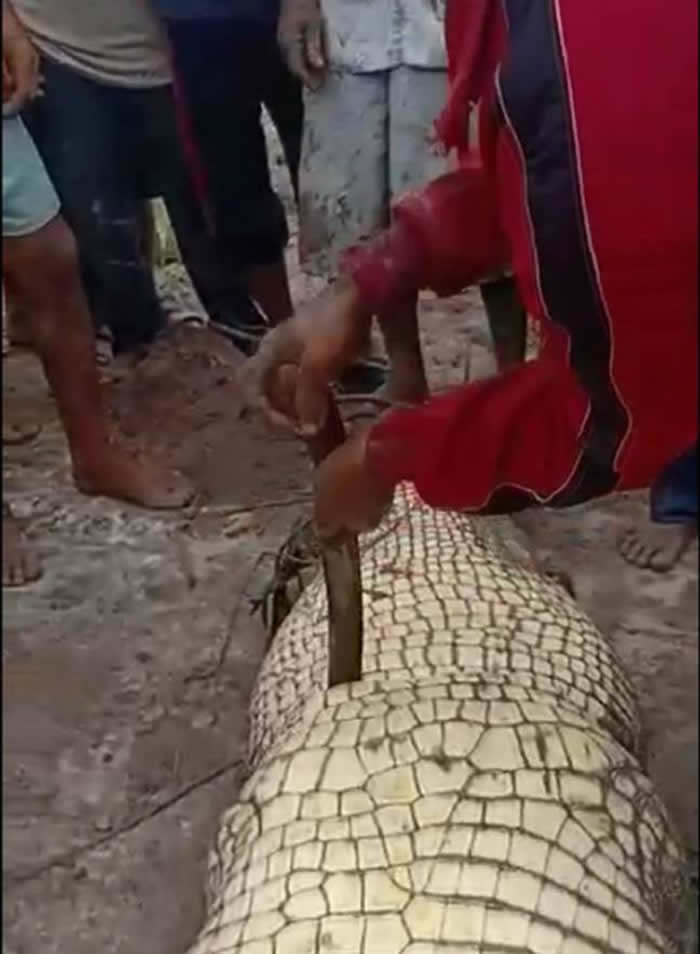 印尼锡国县发生鳄鱼吃人事件 剖开肚子看到死者的手臂和头