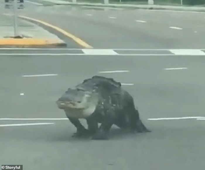 美国佛罗里达州短吻鳄大摇大摆过马路 女车主尖叫：OMG！它朝我走来