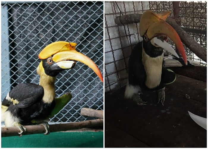 Coco的鸟喙下半部脱落（左图），研究人员为它装上3D打印假鸟喙。