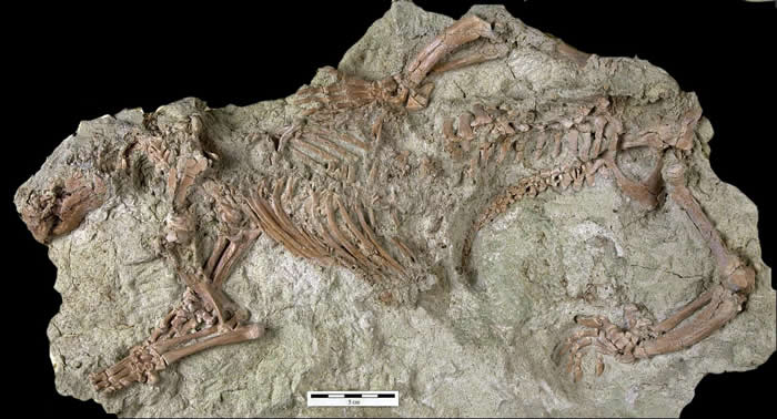 “疯狂野兽”Adalatherium hui填补冈瓦纳大陆化石记录