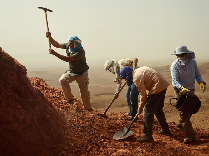 工作人员挥舞着铁铲与锄头开凿摩洛哥兹里加（Zrigat）发掘现场，古生物学家尼札. 伊布拉希姆和同僚们已经在此地发掘出了棘龙骨骸。 PHOTOGRAPH BY