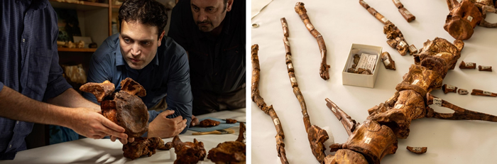 （左）团队成员西蒙纳. 马加努可、尼札. 伊布拉希姆与克里斯蒂亚诺. 达沙索一同检视棘龙的一节尾椎。 「研究化石动物对我来说是一种创作，」达沙索说道，他是意大利
