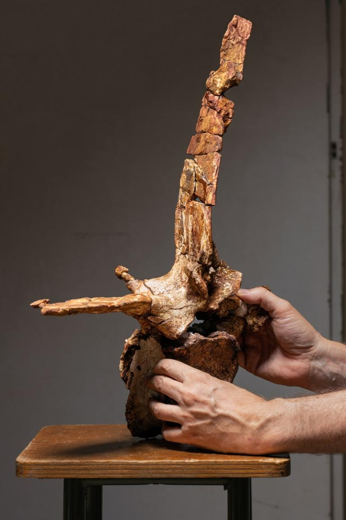 古生物学家克里斯蒂亚诺. 达沙索小心翼翼地持着从棘龙尾巴基部数来第四节的尾椎，这是研究团队复原出最完整的椎骨之一。 PHOTOGRAPH BY PAOLO VE
