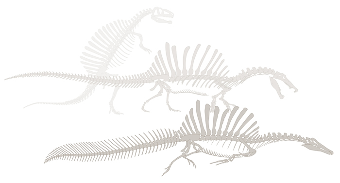 斯特莫于1930年代试图重建棘龙的时候，他以其他兽脚类类恐龙来填补细节并且赋予它现在已经过时的站姿。 自2014年起，由尼札. 伊布拉希姆带领的团队论证棘龙是一