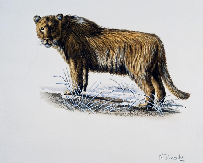 已灭绝的穴狮可能没有鬃毛，也许这正是非洲狮对它们兴趣缺缺的原因。 PHOTOGRAPH BY DEAGOSTINI， GETTY/ARTWORK BY MIKE