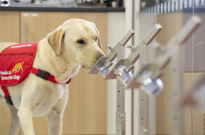 英国开始实验训练“嗅探犬”闻出谁是新冠病毒的感染者 锁定拉布拉多犬和可卡犬