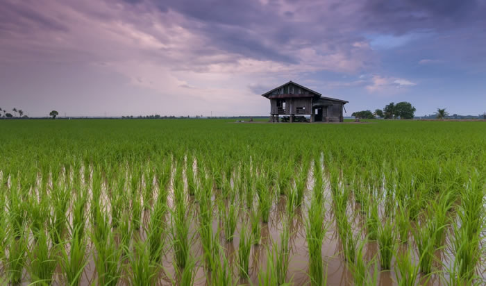 《自然·植物》杂志：水稻传播的关键“触发因素”是公元前12世纪发生的气候灾难