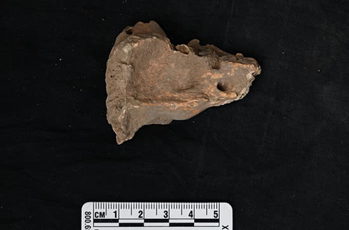 山东一具约9500年前个体的颞骨。