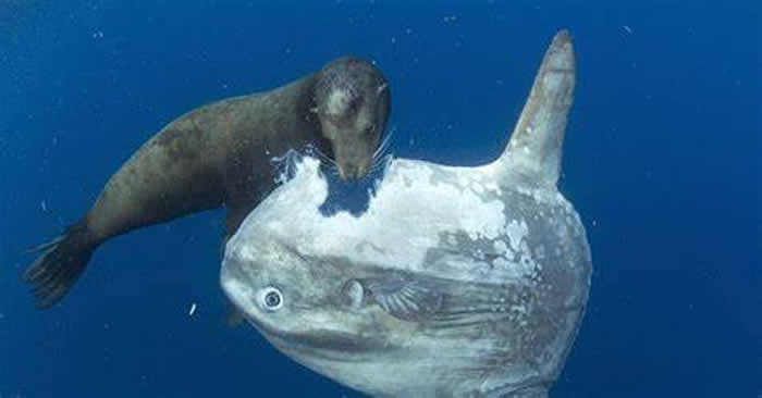 美国加州圣地牙哥外海翻车鱼被海狮硬生生吃掉一大块
