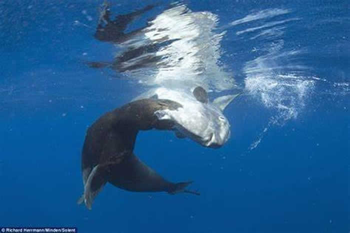 美国加州圣地牙哥外海翻车鱼被海狮硬生生吃掉一大块