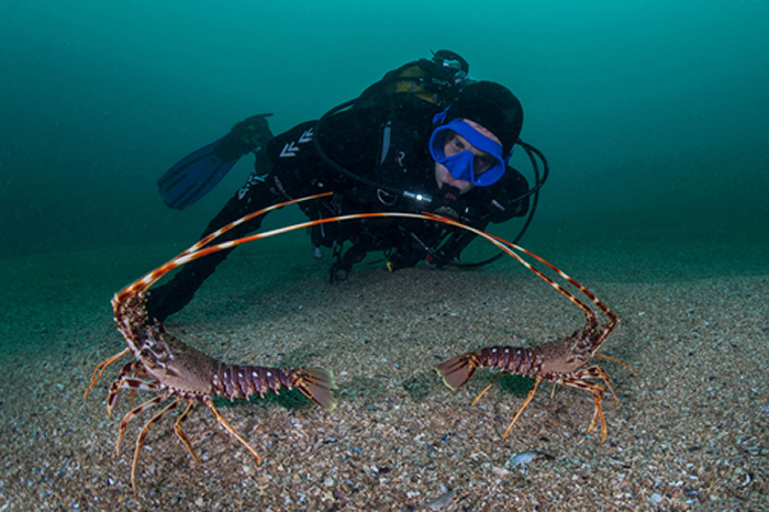 研究发现欧洲棘刺龙虾发出的触角刮擦声能在水下3000米之外探测到