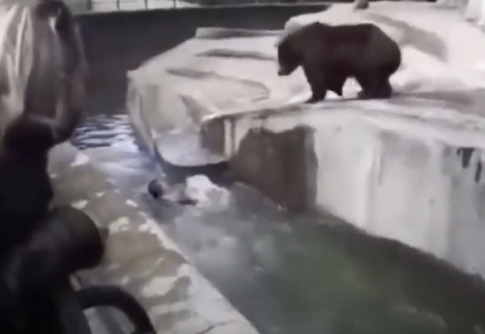 波兰华沙动物园醉酒男子闯入动物园跳入水中 母熊Sabina上前关心竟反被攻击