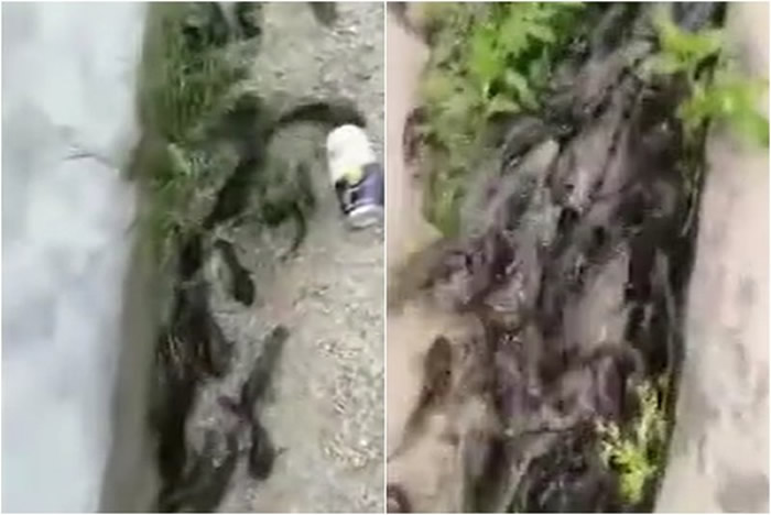 广东省潮州市上千条鱼跳上岸 网友怀疑可能是大地震前兆