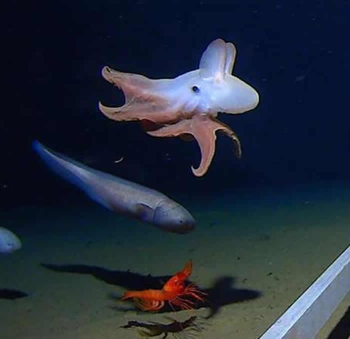 印度洋爪哇海沟7000公尺深的地方发现两只烟灰章鱼（小飞象章鱼）