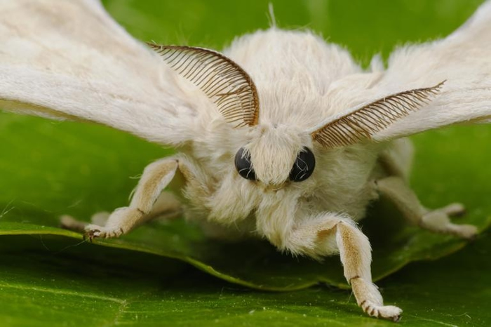 雄蚕蛾触角上的接收器能够接收雌蚕蛾的费洛蒙。 PHOTOGRAPH BY FABIO PUPIN， MINDEN PICTURES