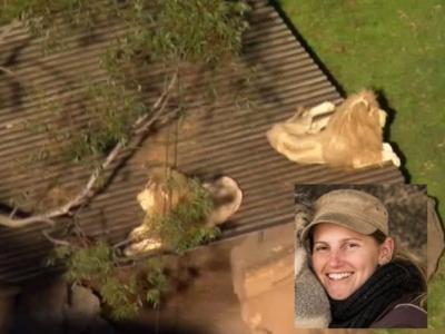 澳洲新南威尔士州Shoalhaven动物园女员工进狮子笼打扫的时候被2头狮子疯狂攻击