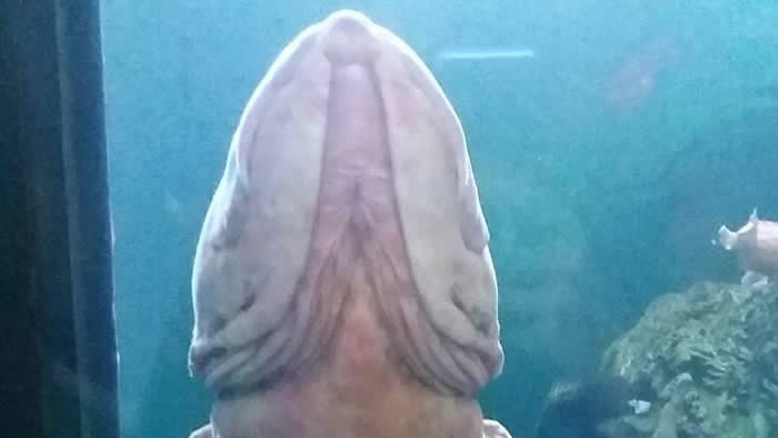 礁岩鱼！美国女子逛奥勒冈海岸水族馆惊见远方游来“巨大男性生殖器”