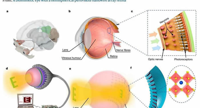 电化学仿生眼(EC-Eye)设备：香港科学家制造出全球首个可用3D仿生眼
