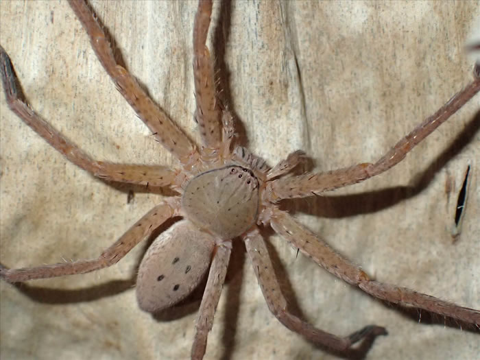 德国蜘蛛学家彼得•贾格将新物种巨型蜘蛛命名为“格雷塔•通贝里”