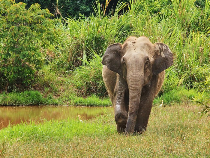 资料图：泰国桂武里国家公园大象（Wild Asian elephant is standing near the pool. Wild elephant at