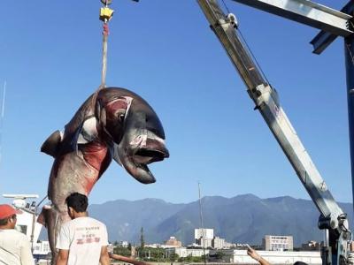 台湾花莲渔民4日捕6条巨口鲨 保育团体促政府立法保护