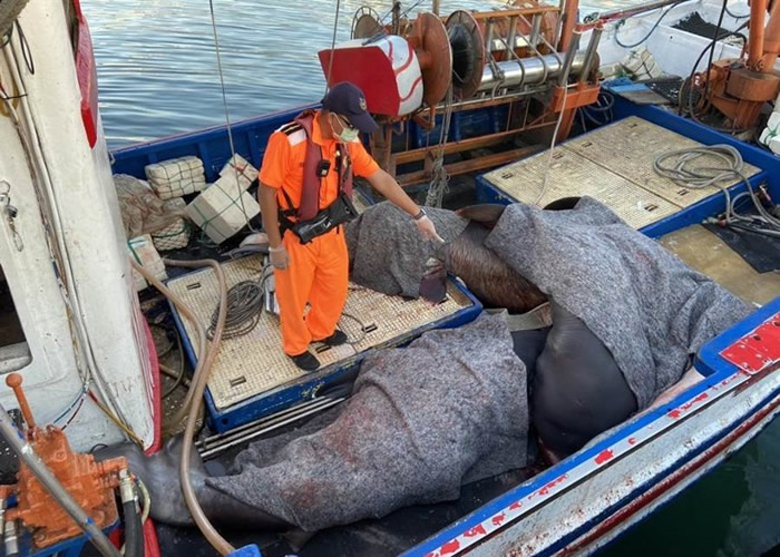 台湾花莲渔民4日捕6条巨口鲨 保育团体促政府立法保护