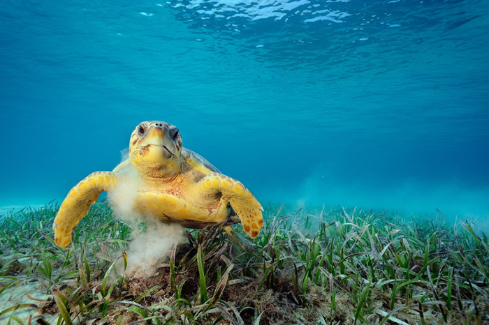 一只赤文档龟在吃海草。 这种动物会搅起海床泥沙，能将数万只搭便车的微小动物载到自己身上，例如线虫、甲壳类、水螅。 PHOTOGRAPH BY BRIAN SKE