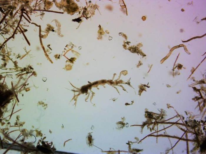 这是一种骷髅虾（skeleton shrimp），它们是一种大量栖息在赤斯顿龟龟壳上的端足类动物。 研究人员在24只赤蠵龟上发现超过10万只骷髅虾。 PHOTO