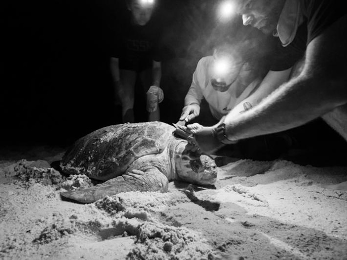 研究人员从一只赤蠵龟龟壳上采集为小动物。 这张照片摄于研究活动期间，该研究获得佛罗里达州鱼类与野生动物保育委员会的许可，前提是不能伤害赤蠵龟──正常情况下，搬动