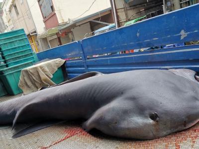 每年春天经过台湾东部外海的巨口鲨是渔船捞捕对象 环保团体要求拿出保育对策