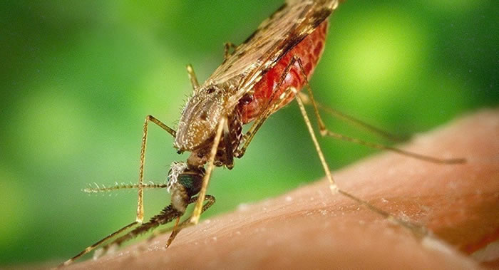 俄罗斯科学家称对疟蚊无需恐慌
