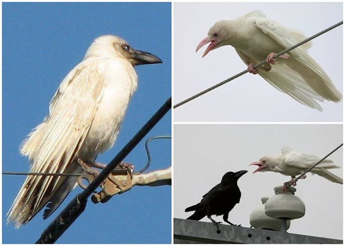日本在新泻县住宅现罕见白色乌鸦 引来网民热议
