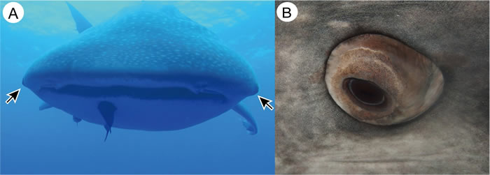 世界上体型最大的鱼类鲸鲨（豆腐鲨）眼球上竟然全是细小的“牙齿”