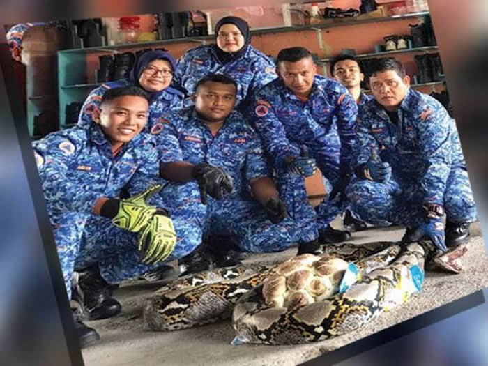 马来西亚男子在打扫自家后院时发现长达5公尺的大蟒蛇 蛇洞内还有50颗蛇蛋