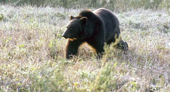俄罗斯堪察加准备发行遇熊安全手册