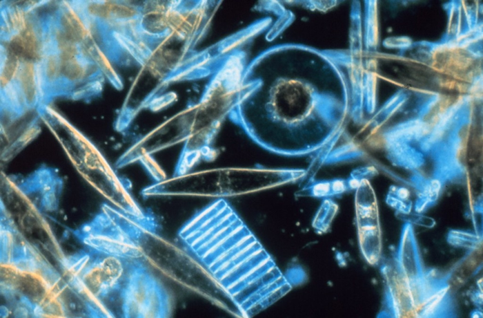 每个海洋生态系统都依赖浮游生物作为其基本食物来源，硅藻是最常见的浮游藻类类型之一。 照片来源：维基百科/NOAA