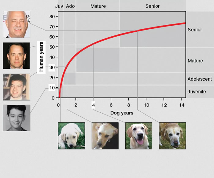 美国研究人员想出计算狗生理年龄的精确公式 取代“狗的一年等于人的七年”的计算方法