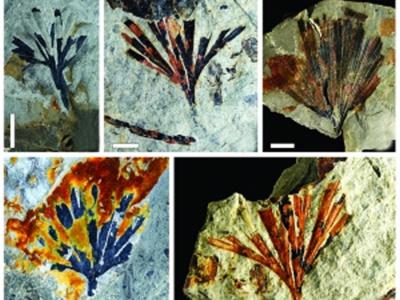 1.8亿年前银杏植物化石藏着大气的秘密