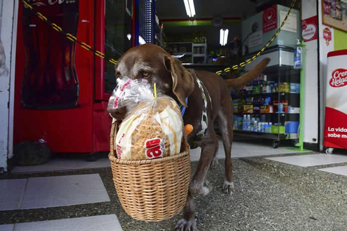 狗界货拉拉Ubereats！哥伦比亚超市老板养了一只会送货的巧克力色拉布拉多Eros