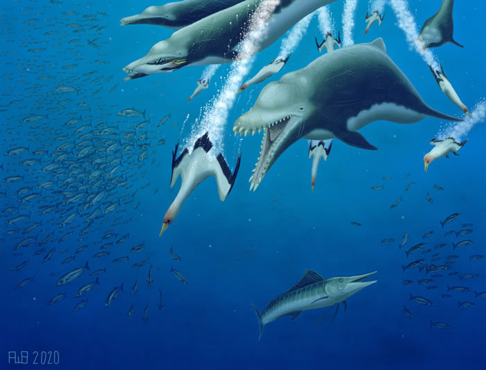 美国南卡罗莱纳州发现2300万年前灭绝的渐新世掠食性海豚Ankylorhiza tiedemani
