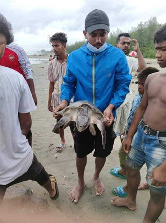 孟加拉国160只榄蠵龟被海浪冲上沙滩 身上被塑胶垃圾缠住头都不见了