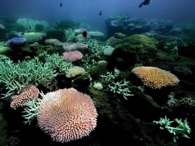 用高品质多孔鹿角珊瑚基因组连同环境数据来研究这种珊瑚对气候变化的各种反应