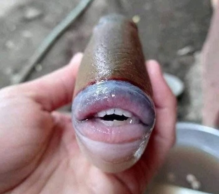 国外网友在推特上分享一种鳞鲀科鱼类：拥有人类嘴唇跟牙齿