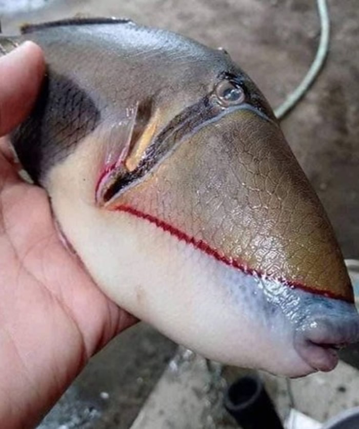 国外网友在推特上分享一种鳞鲀科鱼类：拥有人类嘴唇跟牙齿