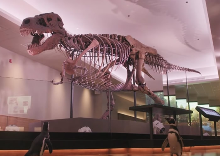 美国芝加哥谢德水族馆2只麦哲伦企鹅到访菲尔德自然史博物馆 傻头傻脑参观恐龙化石