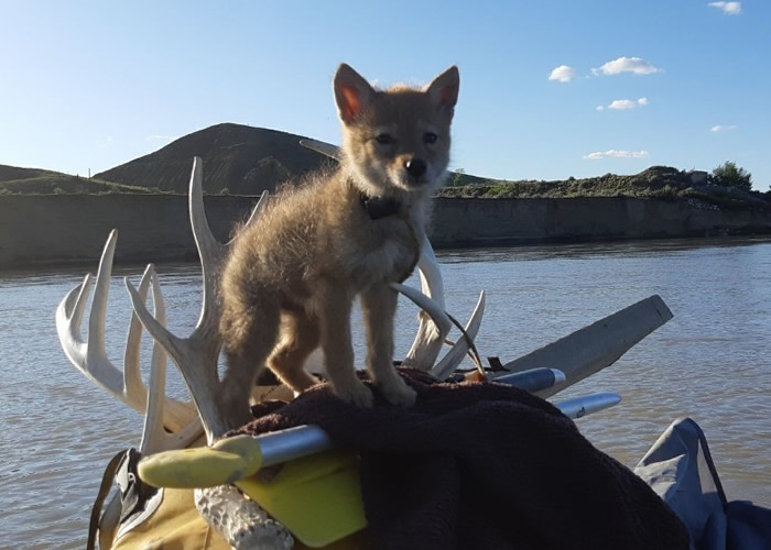 加拿大萨斯喀彻温省男子在荒野探险时救起小郊狼 在木筏上共同生活10天
