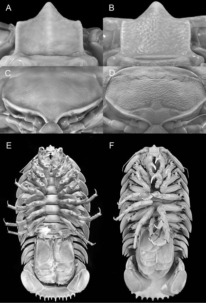 印度尼西亚西爪哇岛附近沿海发现新物种“海蟑螂”Bathynomus raksasa
