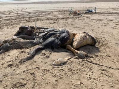 英国默西塞德郡海滩海浪冲上来一具不明动物尸体