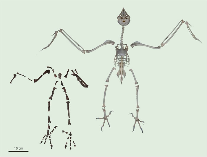 6000万年前化石研究发现古老猫头鹰的脚爪与现代猫头鹰完全不同